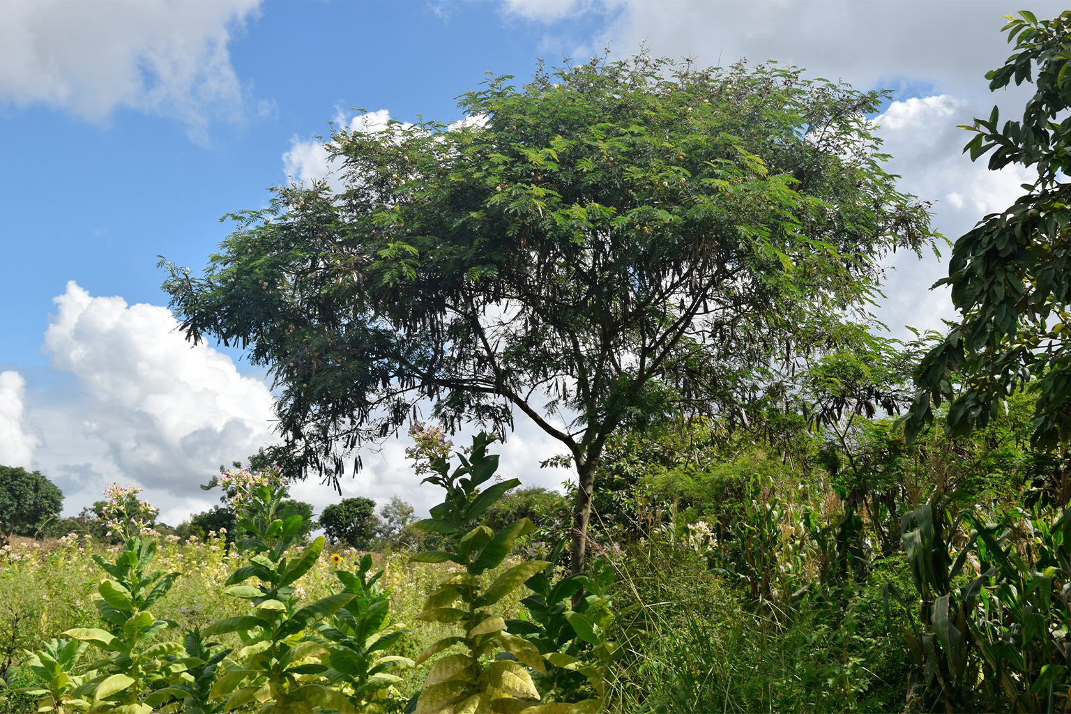 Farmers in Lobi in Malawi’s Dedza district use agroforestry tree species such as Leucaena leucocephala and Faidherbia albida to enrich the soil in their fields and produce pesticides for their crops. Image by Charles Mpaka. 