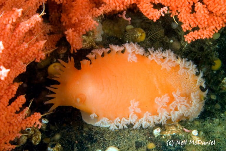 This 25 cm long nudibranch specializes in eating coral polyps. The Knight Inlet sill is the only place in BC where it has been found within recreational diving depths.