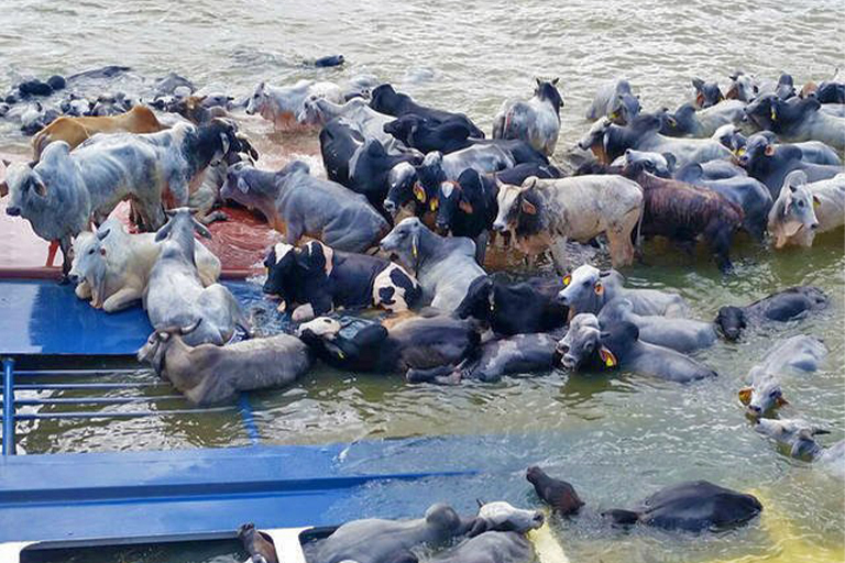 Minerva cattle struggle in the water after a ship carrying them to Venezuela wrecked in October 2015.