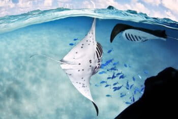 Manta rays with reef fish.