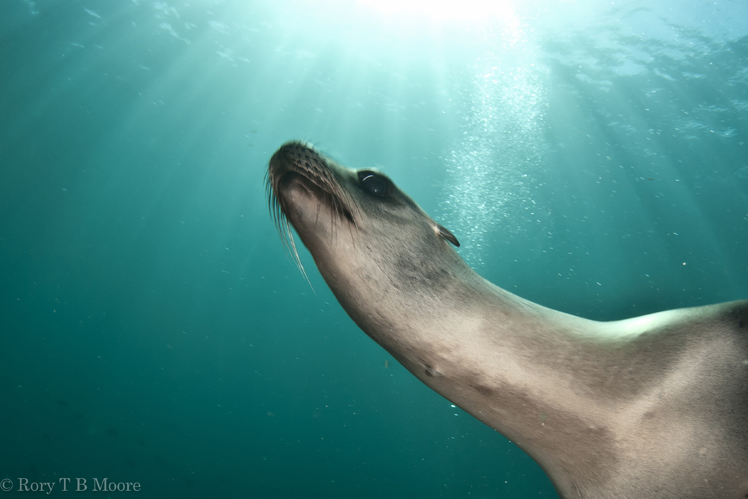 A seal swimming in the sea. 