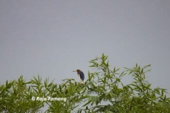 Chinese pond heron