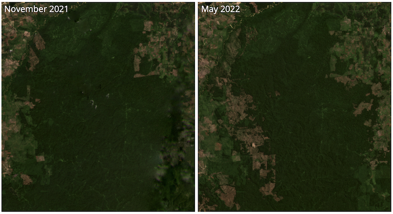 Satellite imagery shows large tracts of Tesso Nilo's remaining core area of primary forest have been cleared in 2022. Source: 2021/2022 Planet Labs Inc. Accessed through Global Forest Watch on June 8, 2022. www.globalforestwatch.org