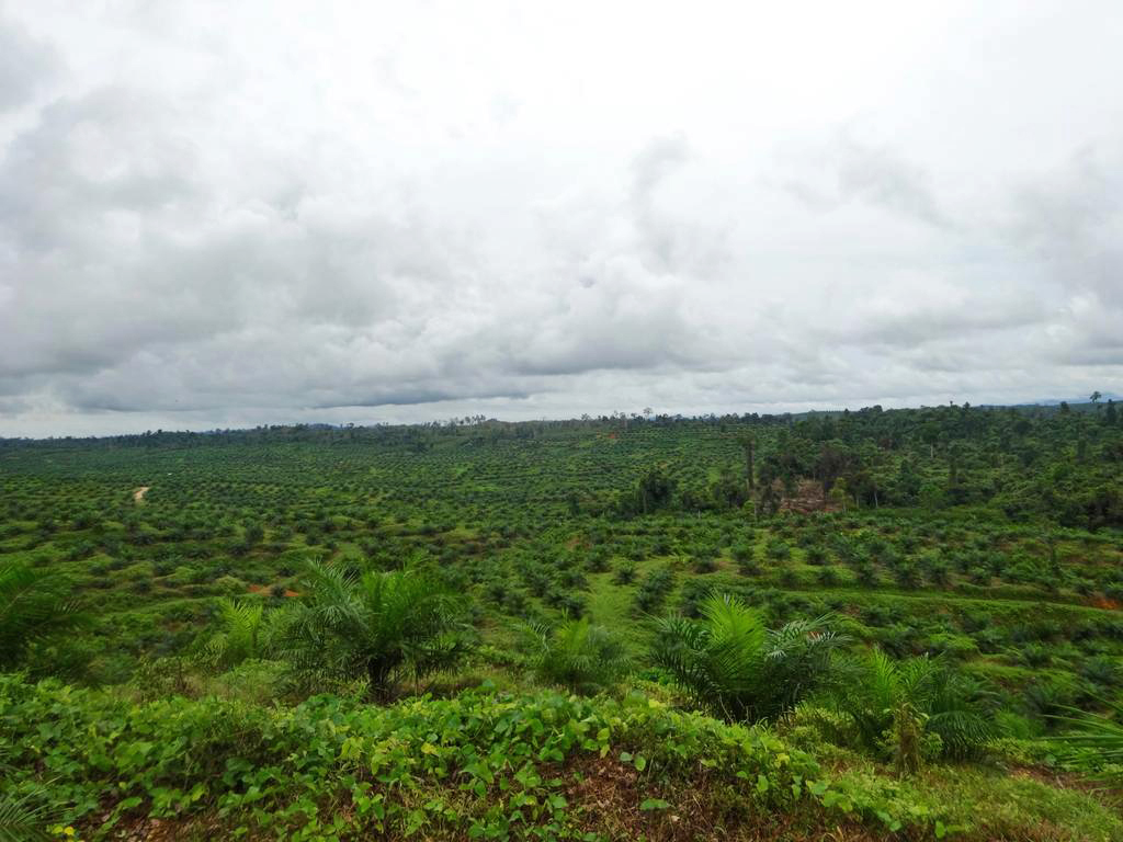 Palm oil plantations where Adat Modang forests once stood in Hongoi.