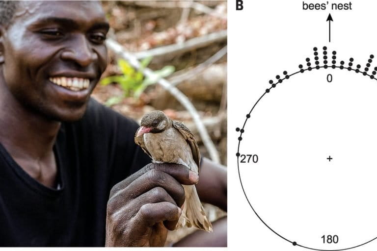 Honeyguide perched on a Yao honey-hunter's finger; to the right, a diagram showing accuracy of directions by honeyguides. Image and data courtesy Claire Spottiswood.