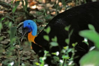 A northern cassowary (Casuarius unappendiculatus).
