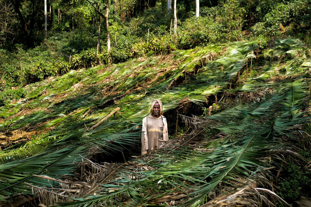 A coffee seedling nursery at Yayu, with forest in background.