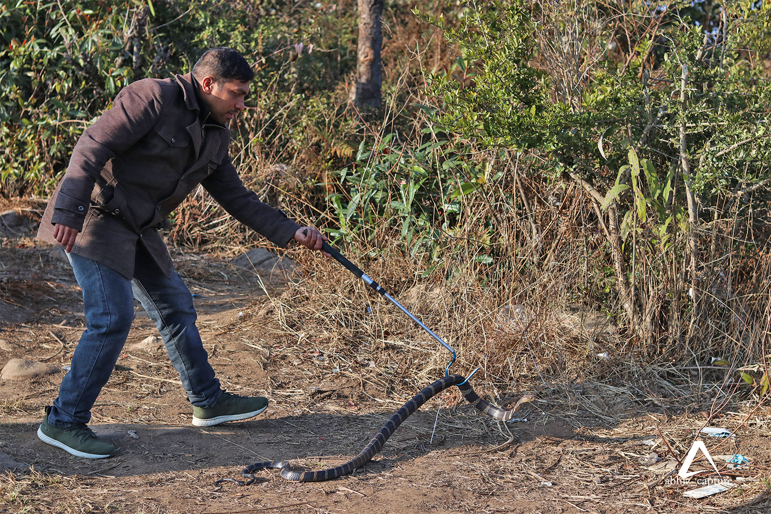 A king cobra rescue.