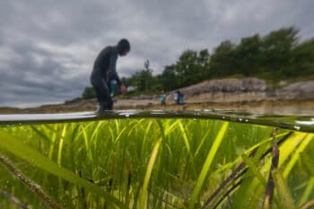 A conservationist working on a seagrass restoration project.