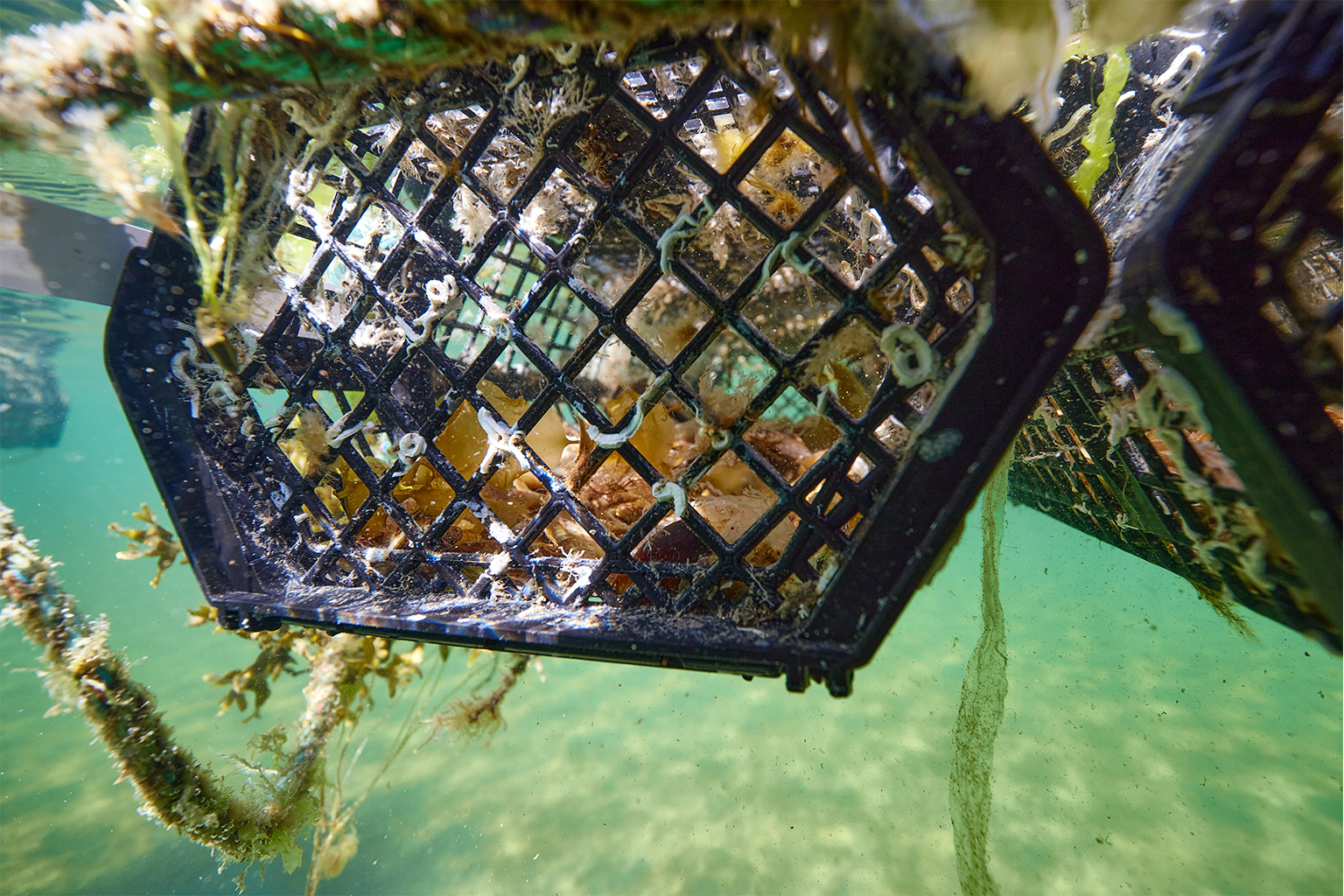 Members of community group Seawilding began to restore the loch by laying cages of native oysters in the shallow waters.