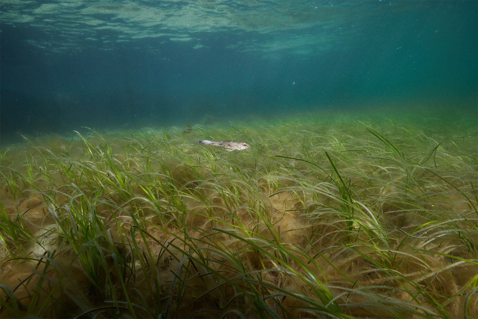 A fish swims in a seagrass meadow.