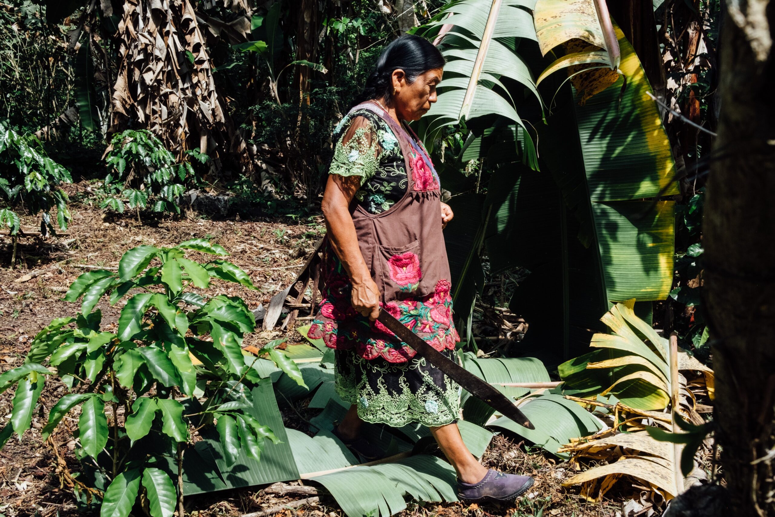 Arabica coffee growing under a shade of trees. Image courtesy of Noel Rojo.