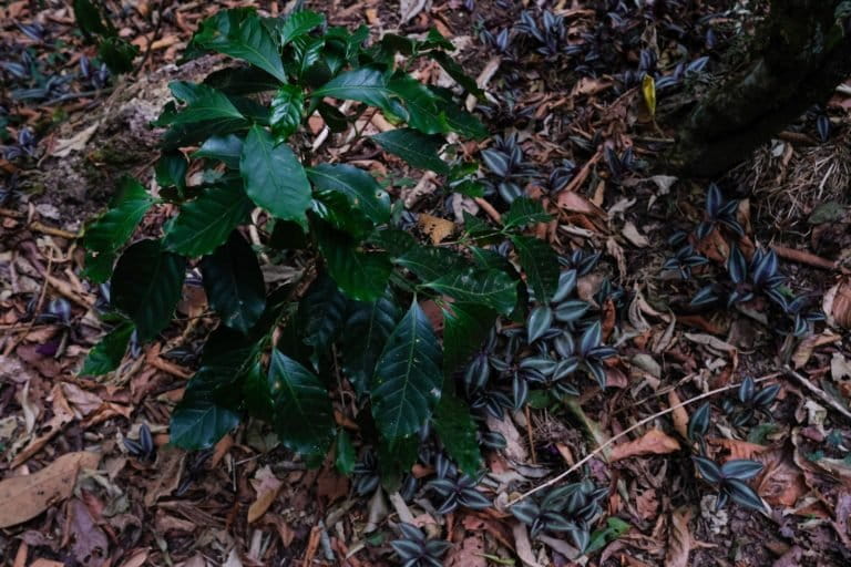 Planting new plants is risky since it takes about three years for the coffee plant to produce cherries and farmers are not always certain about how new varieties of coffee will perform. Image courtesy of Noel Rojo.