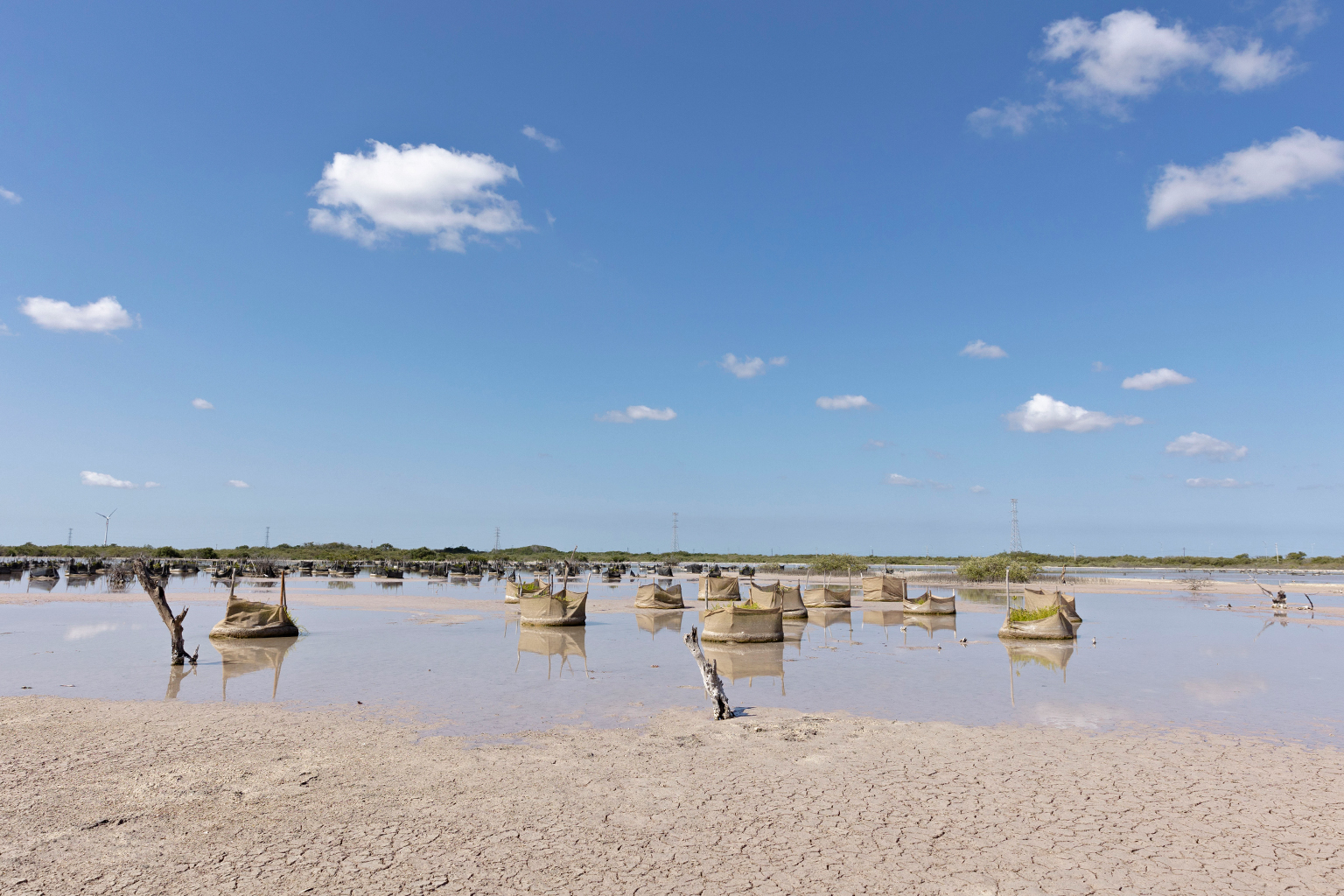 Part of the restoration site in Progreso, where Las Chelemeras have built shelters where mangrove seedlings can take root