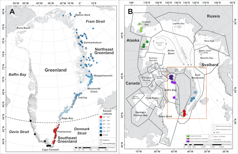 Unique Polar Bear Population Discovered in Greenland