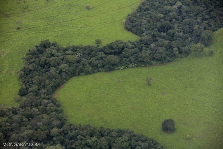 A strip of forest amid Amazon cattle pasture