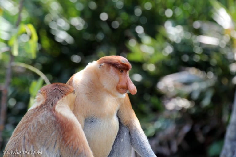 proboscis monkey