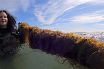 Sugar kelp hanging on its growing lines. Image courtesy of Claudia Geib for Mongabay.