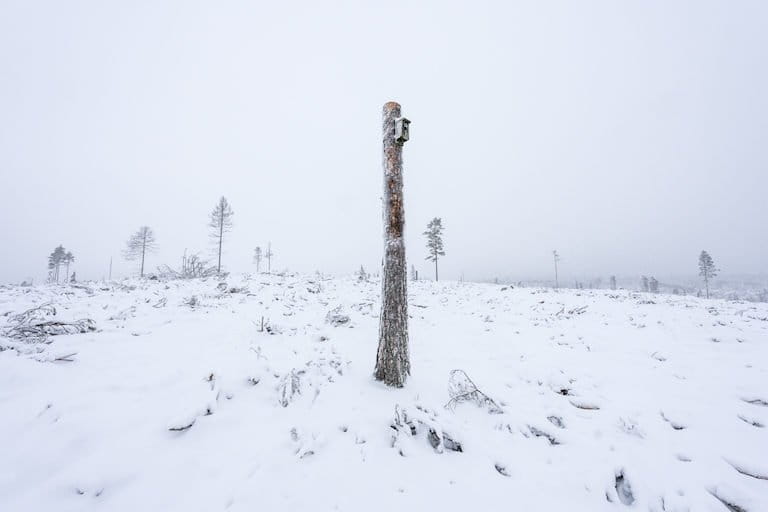 This photo was awarded in the photojournalism category of this year’s Big Picture Competition and shows the forest industry deems to be habitat creation, a single birdhouse mounted on a tree trunk. Image courtesy of Marcus Westberg.