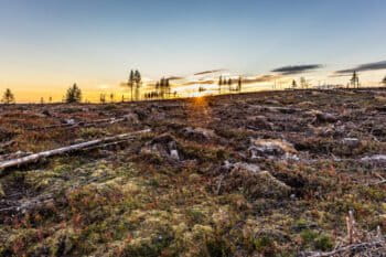 Logging operation in Sweden. Image courtesy of Marcus Westberg.