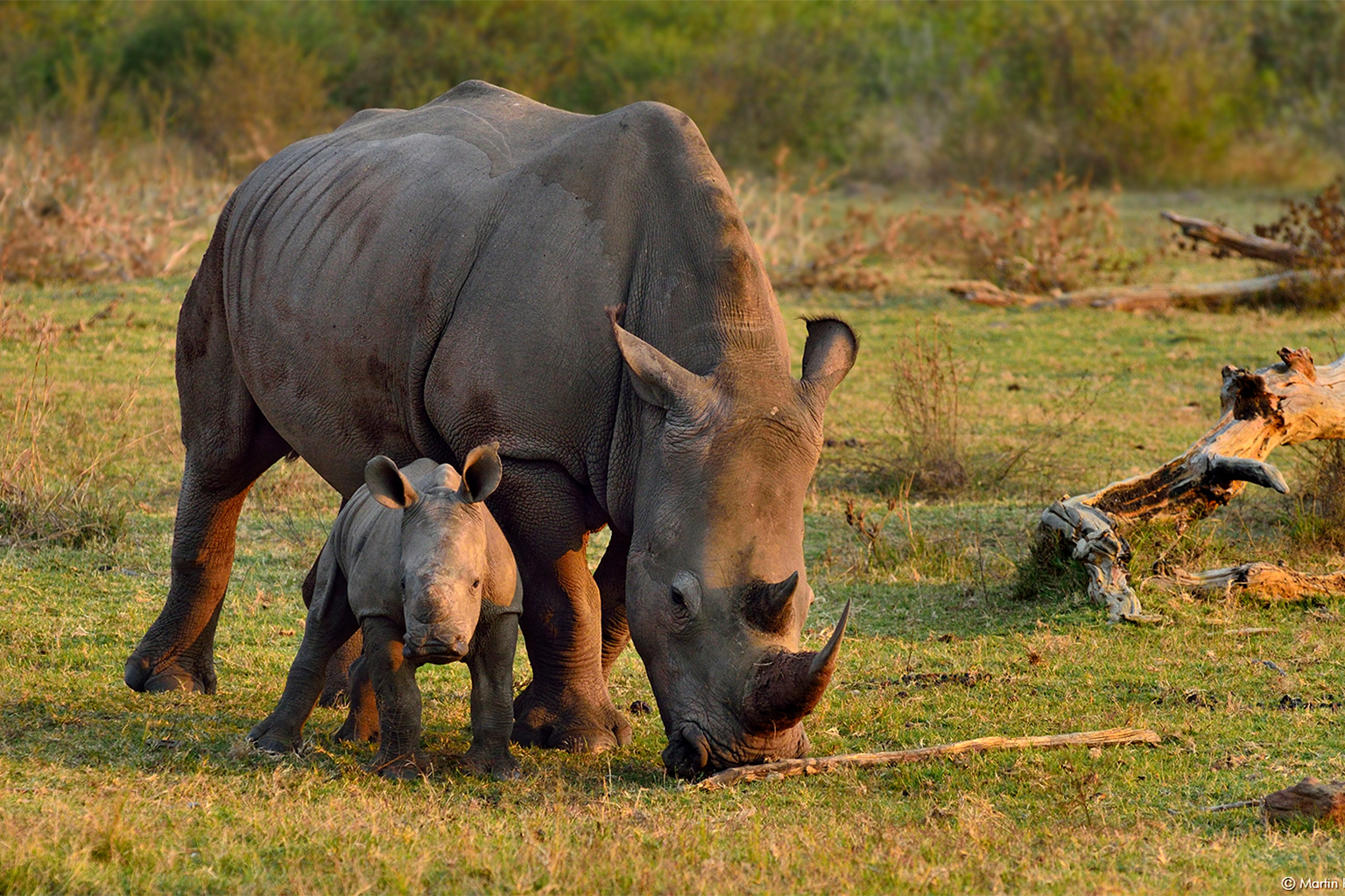 A southern white rhino mother and calf.