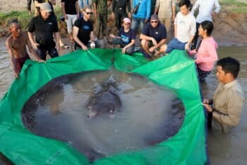 Giant freshwater stingray