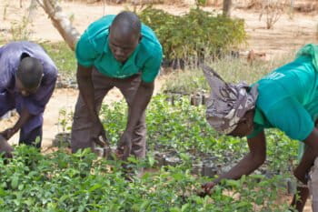 The nursery at the heart of Minawao nurtures the green shoots of a recovery.