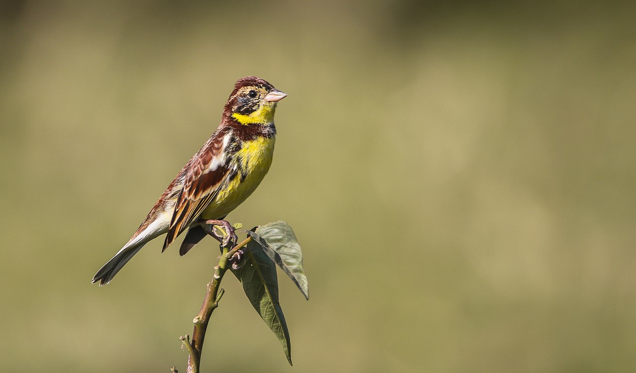 A yellow-breasted bunting seen in a farm in Nepal. Image by Mannshanta Ghimire/Wikimedia. CC by 4.0