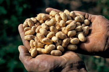 A handful of peanuts.