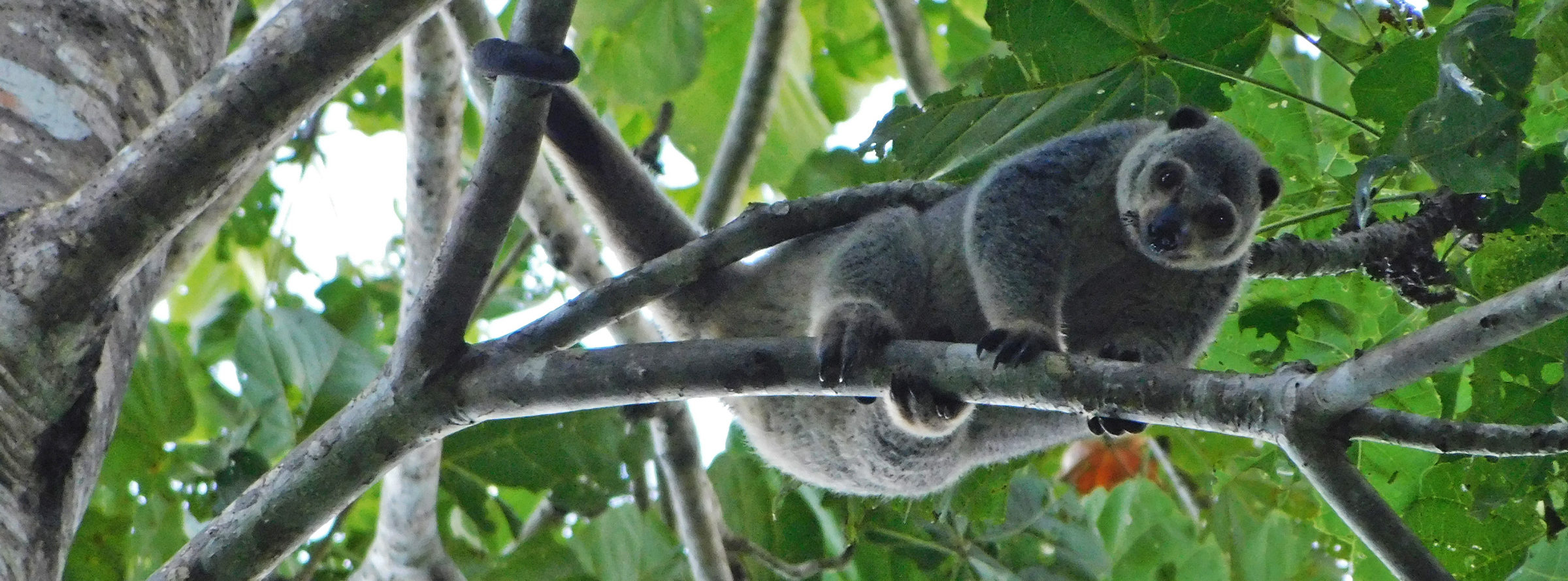 The Talaud bear cuscus.