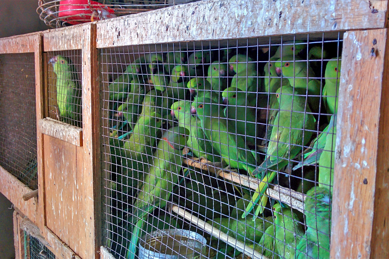 Rose-ringed parakeet in cages