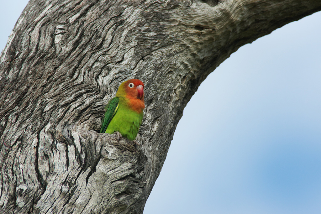 Mopane trees have cavities in which Lilian's lovebirds roost and breed.