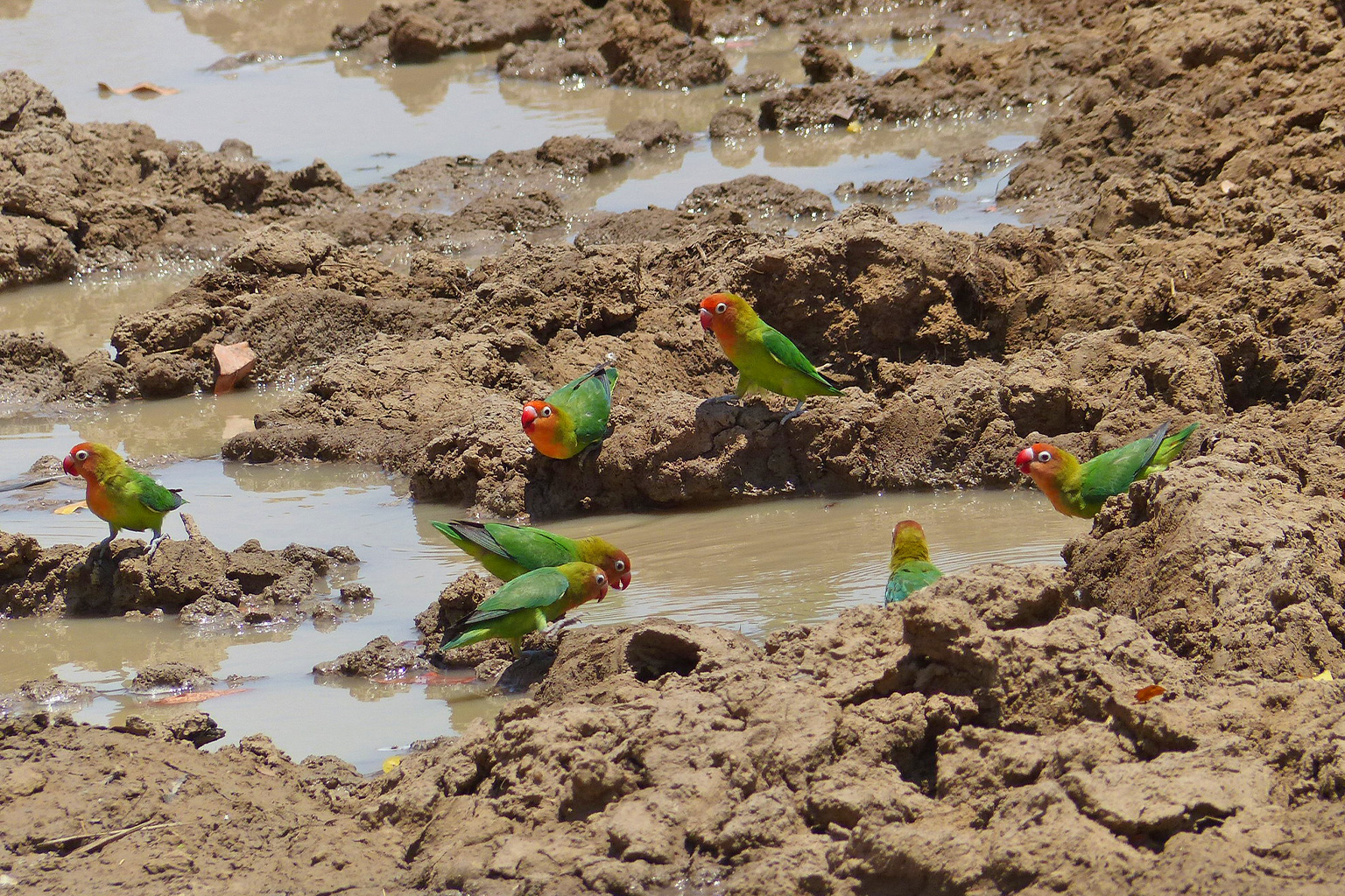 Lilian's lovebirds at a waterhole in Zambia.