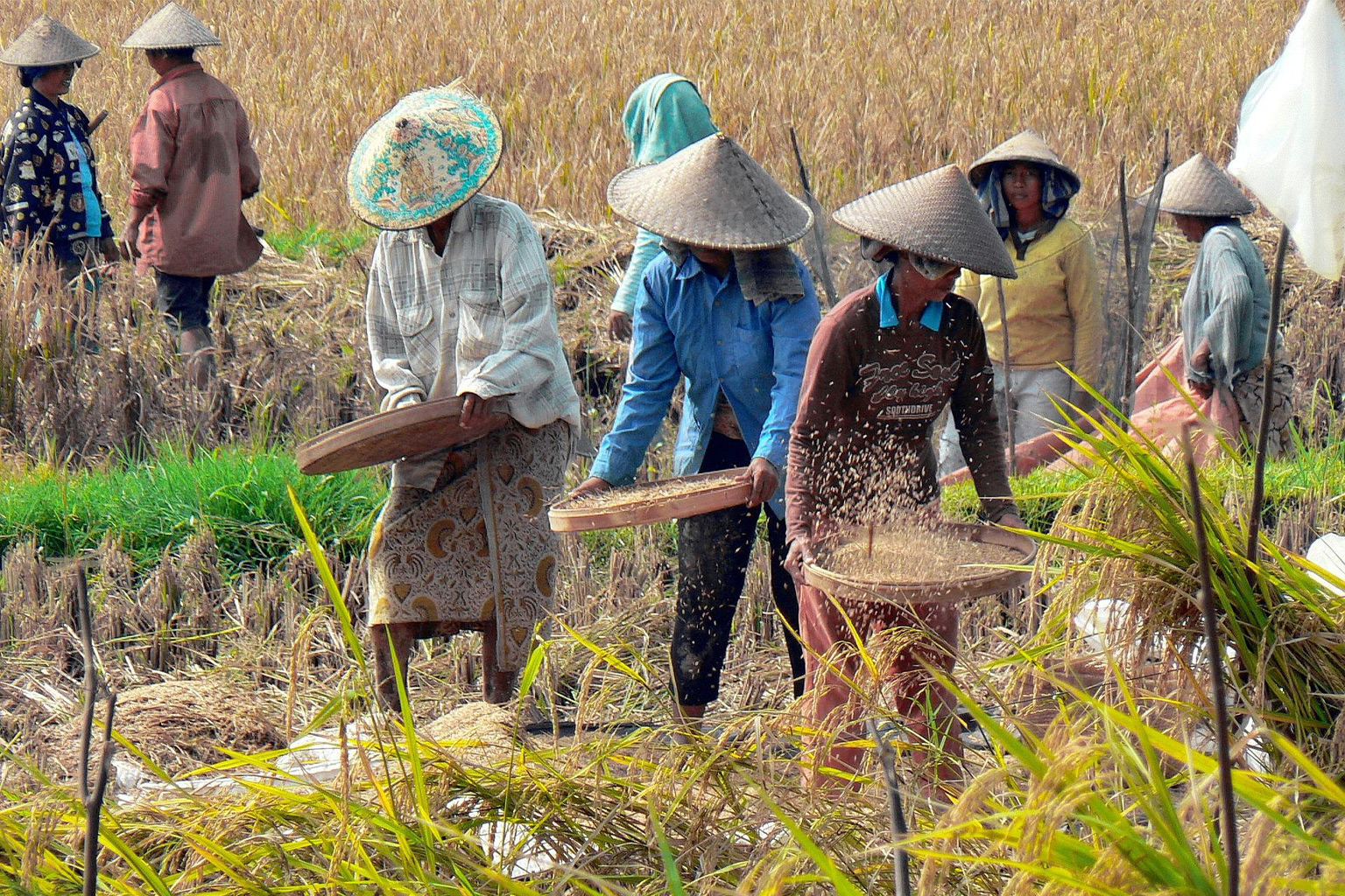 Farmers in Indonesia