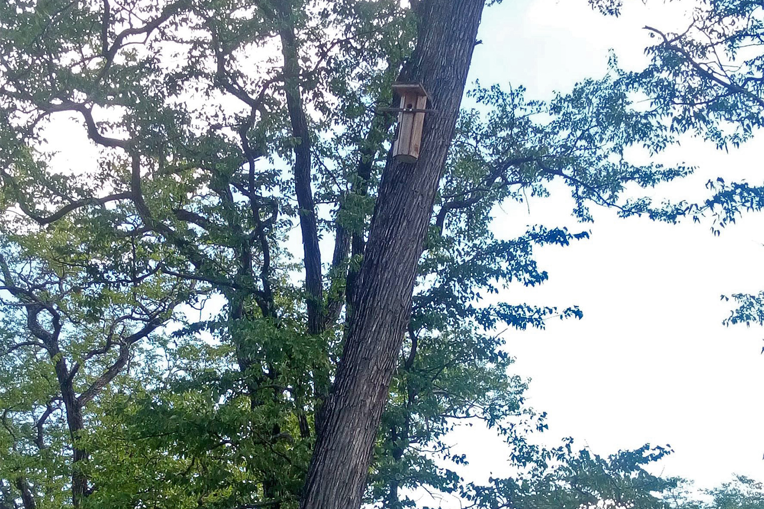 A nestbox on a mopane tree.