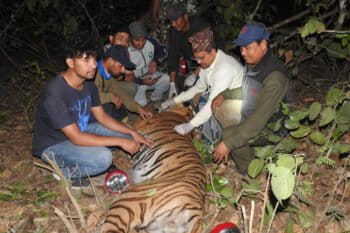 tiger problem nepal
