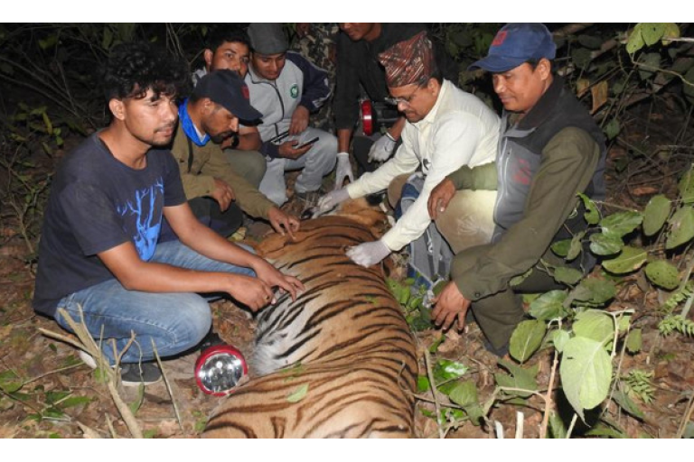 tiger attack human