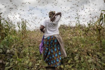A huge swarm of locusts devours corn