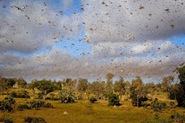 High tech early warning system could curb next South African locust swarms
