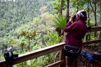A young birder from the United States, Heather Levy, scanning for imperial parrots at a viewpoint in Dominica’s Morne Diablotin National Park. Image by Peter Kleinhenz for Mongabay.