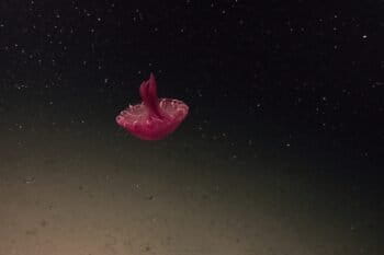 A red jellyfish