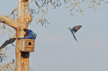 Hyacinth macaws in artificial nest