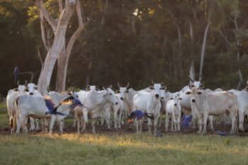 Hyacinth-macaws-with-cattle