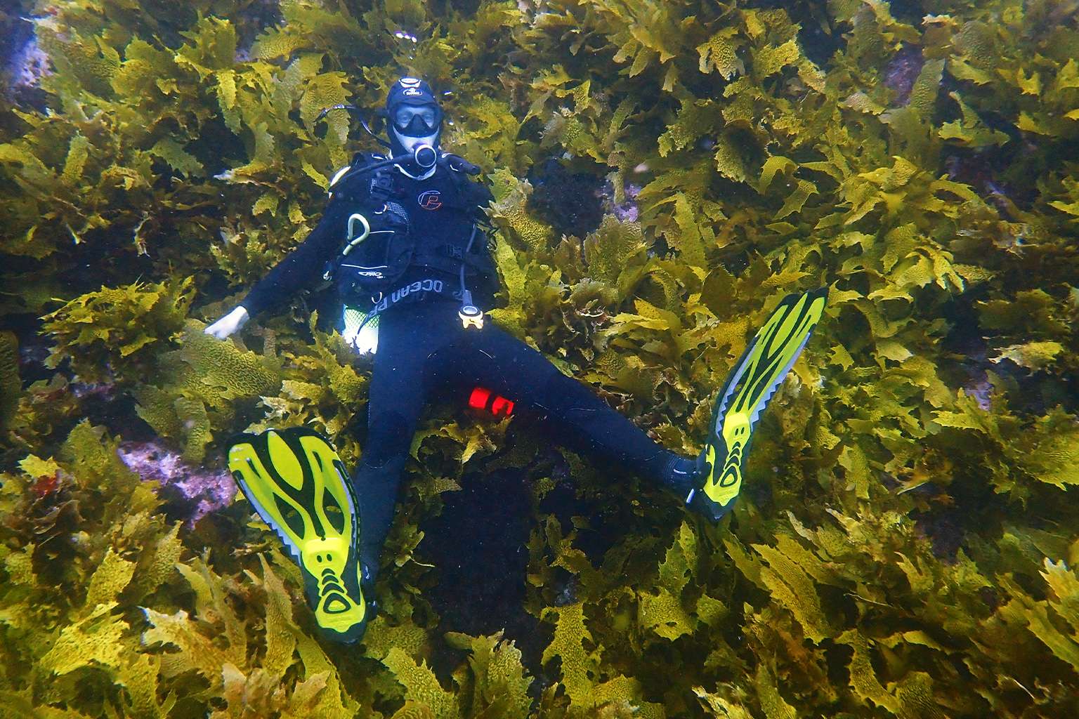 Marine scientist Aaron Eger dives into a vibrant forest of Ecklonia radiata.