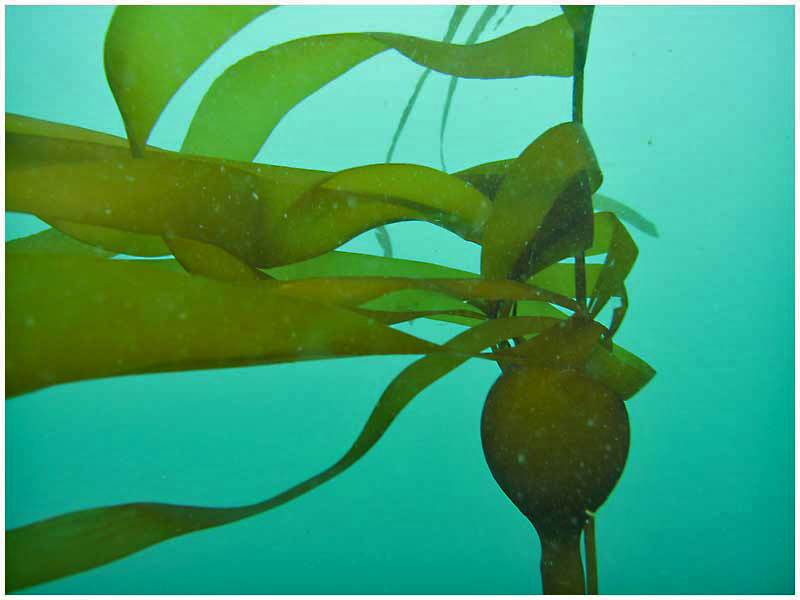 bull kelp (Nereocystis luetkeana) 