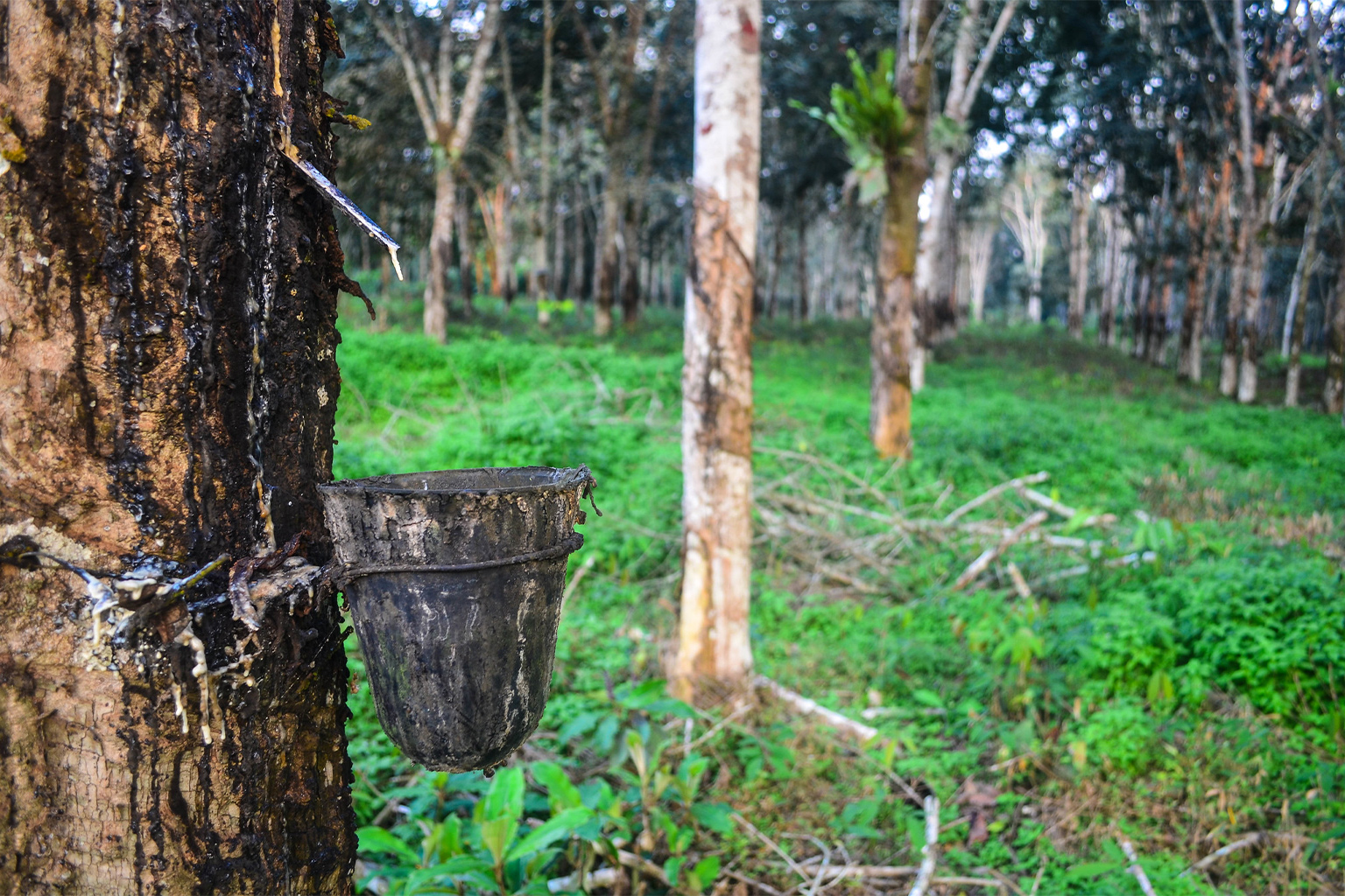 A rubber plantation in Gabon