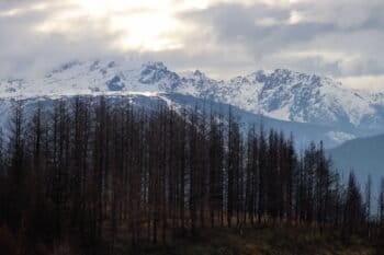 Plantations in Cuesta del Ternero that burned in January 2021. Image courtesy of Denali DeGraf.