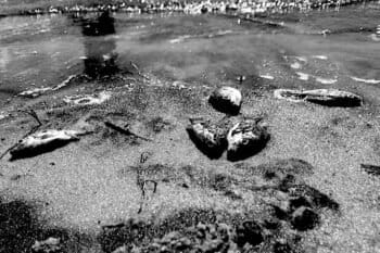Fish killed by a mine tailings dam breach. Photo courtesy of Andrew Lees Trust.