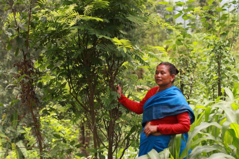 A member of the Bhimeshwori Sustainable Farming Group at her agroforestry farm in Kavre, Nepal. Image by Abhaya Raj Josh / Mongabay.