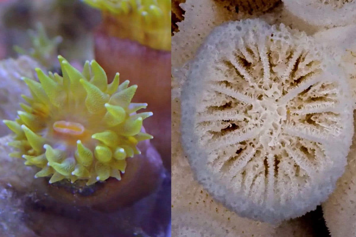 The sun coral Tubastraea chloromura . (Left) Closeup of a corallite with extended tentacles